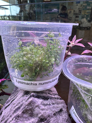 Lysimachia Nummularia