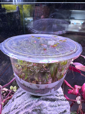 Rotala Rotundifolia Red: A Vibrant Jewel in the Aquarium