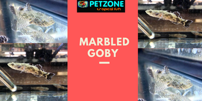 Marbled Goby - Good Luck and Healing Fish Marbled Goby - Good Luck and Healing Fish