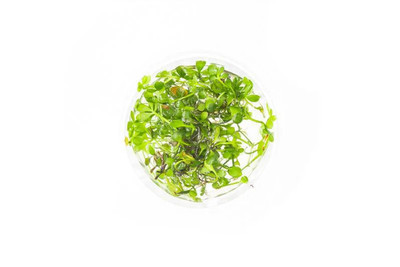 Marsilea Hirsuta