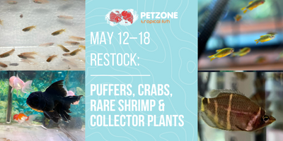 May 12–18 Restock: Puffers, Crabs, Rare Shrimp & Collector Plants