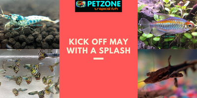 Discover Your Aquarium's Dream Fish: Exclusive May Collection at PetZoneSD