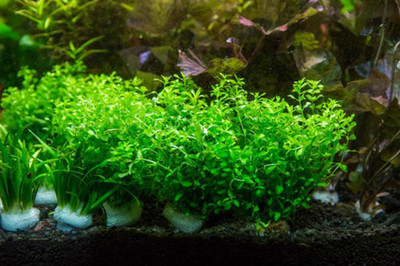 Micranthemum Umbrosum: Embracing Nature's Tranquility in Aquascaping 