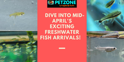 ? Dive into Mid-April's Exciting Freshwater Fish Arrivals! ?