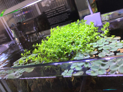 ​Elevate Your Aquascape with Monte Carlo's Beauty and Simplicity