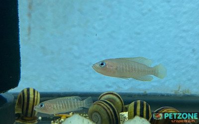 ​Multies Shell Dweller Cichlids: A Bright and Colorful Addition to Your Aquarium