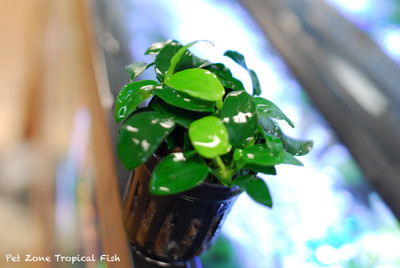 Anubias Nana Petite