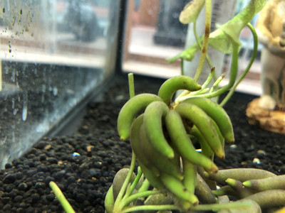 The Banana Plant (Nymphoides aquatica)