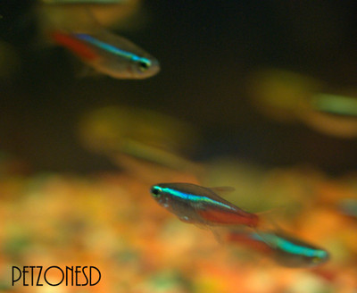 Neon Tetra