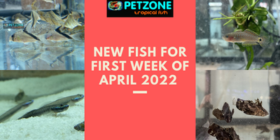 New Fish For First Week of April At Pet Zone SD