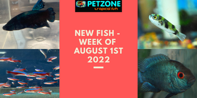 New Fish - Week of August 1st - Pet Zone SD