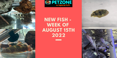 New Fish For Week of August 15th - Pet Zone SD