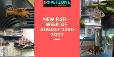 New Fish - Week of August 23rd Here At Pet Zone SD