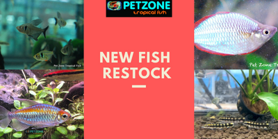 New Fish For The Week of Dec. 1st - Pet Zone SD
