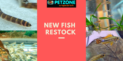 New Livestock For Week of Dec. 8th At Pet Zone SD