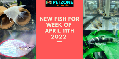 New Fish For Week of April 11th At Pet Zone SD