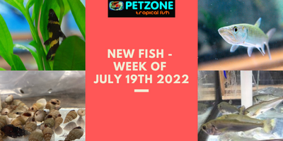 New Fish For The Week of July 19th At Pet Zone SD