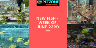 New Fish - Week of June 23rd at Pet Zone SD