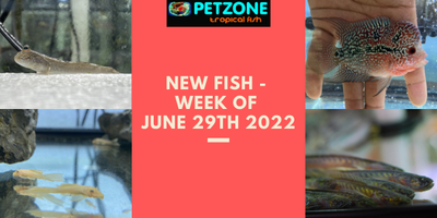 New Fish - Week of June 29th 2022