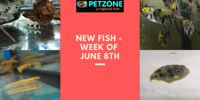 New Fish - Week of June 8th - Pet Zone SD