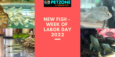 New Fish For Week of Labor Day - Pet Zone SD