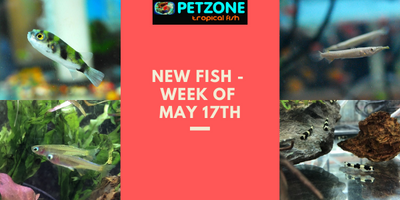 New Fish - Week of May 17th - Pet Zone SD