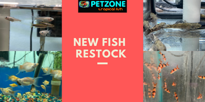 New Fish Restock This Week Here At Pet Zone Tropical Fish 