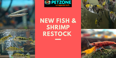 New Fish + Invert Restock At Pet Zone SD
