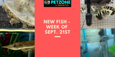 New Livestock For The Week of Sept. 21st - Pet Zone SD