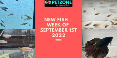 New Fish For The Week of Sept. 1st - Pet Zone Tropical Fish - San Diego