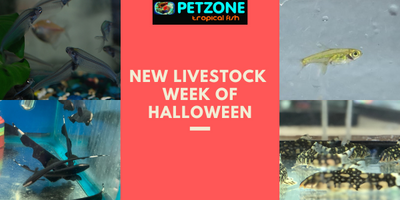New Livestock - Week of Halloween - Pet Zone SD