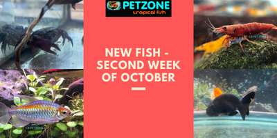 New Fish & Inverts For The Second Week of October - Pet Zone SD