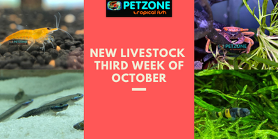 New Livestock - Third Week of October At Pet Zone SD