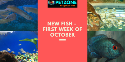 New Fish For The First Week of October - Pet Zone SD