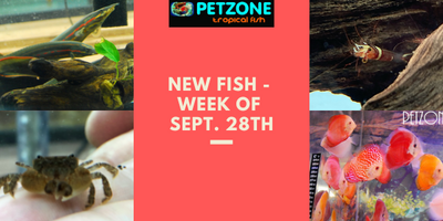 Over 60 New Fish & Invert Species Restocked This Week - Sept. 28th - Pet Zone SD