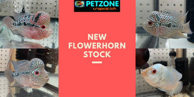 New Flowerhorn Stock At Pet Zone SD