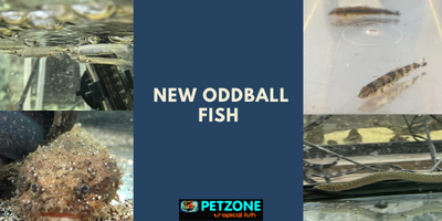 New Oddball Tropical Fish At Pet Zone SD