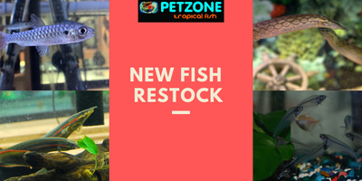 New Fish For Week of Dec. 13th At Pet Zone SD
