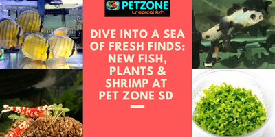 Dive into a Sea of Fresh Finds: New Fish, Plants, & Shrimp at Pet Zone SD