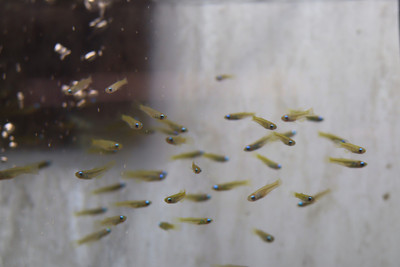Norman’s Lampeye Killifish