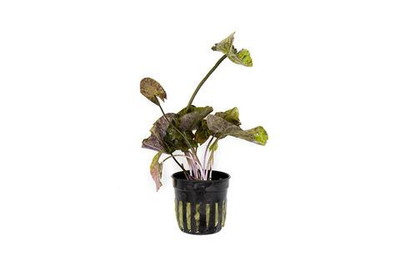 Nymphaea Tiger Lotus Nymphaea Tiger Lotus