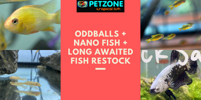 Oddballs + Nano Fish + Long-Awaited Fish Restock + New Plants!