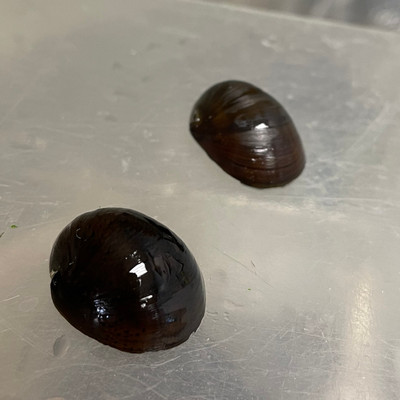 ​Discovering the Fascinating World of Olive Nerite Snails: A Beginner's Guide