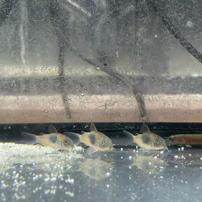 Orange Venezuelan Corydoras