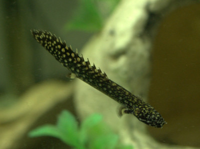 The Ornate Bichir