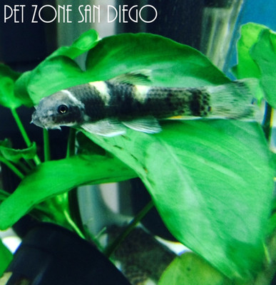 Panda Garra