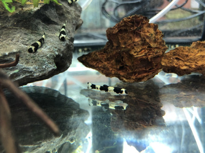 Panda Loach - *Yaoshania pachychilus*