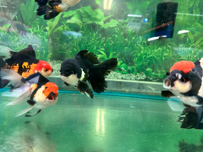 Oranda Goldfish