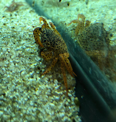 Panther Crab