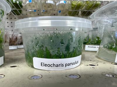 Exploring Eleocharis Parvula: The Dwarf Hairgrass Aquatic Plant